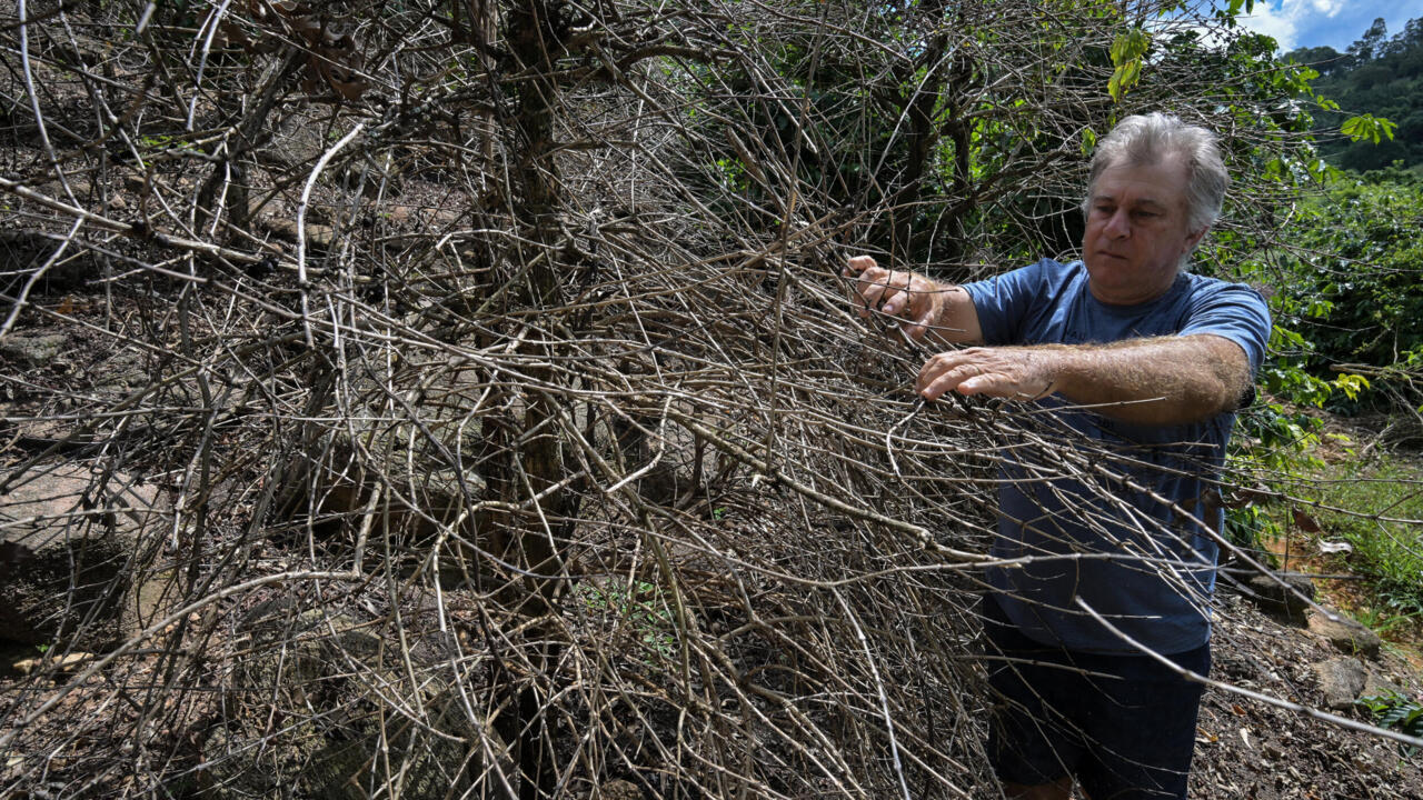 Brazil drought lights a fire under global coffee prices